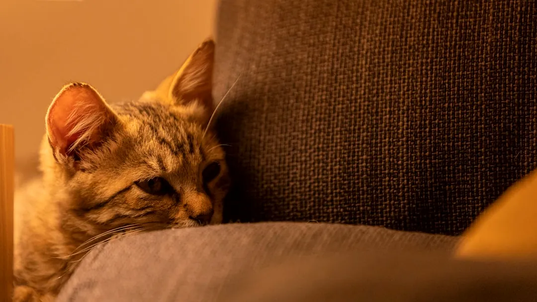 a cat lying on a couch
